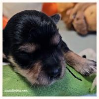 Morkie cuccioli disponibili