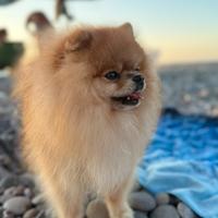 Disponibile Spritz di Pomerania nano per monta