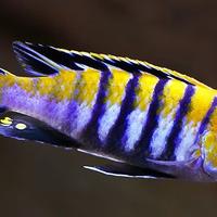Pesci Acquario Ciclidi Africani Malawi