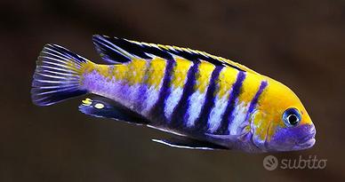 Pesci Acquario Ciclidi Africani Malawi