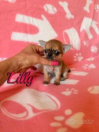 Chihuahua femmina con pedigree enci