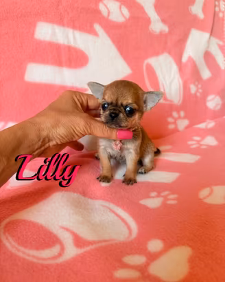 Chihuahua femmina con pedigree enci