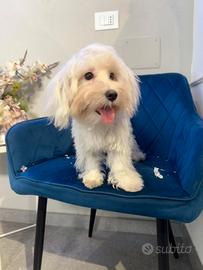 Barboncino maltipoo