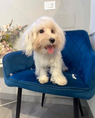 Barboncino maltipoo