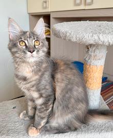 Maine coon pedigree cuccioli