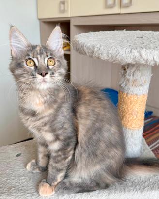 Maine coon pedigree cuccioli