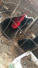 Galline