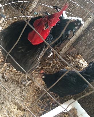 Galline