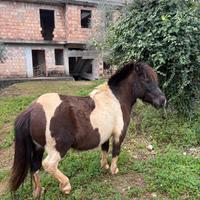Pony femmina pezzata
