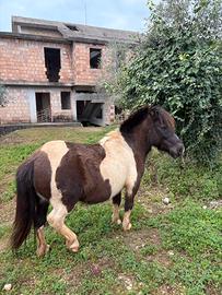 Pony femmina pezzata