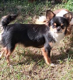 Cucciola simil chihuahua