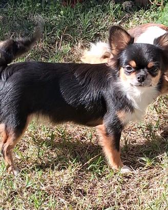 Cucciola simil chihuahua