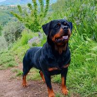 Femmina disponibile (Rottweiler)