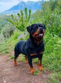 Femmina disponibile (Rottweiler)