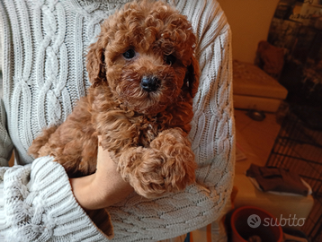 Barboncini nani e Toy rossi e albicocca