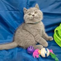 Scottish fold e straight