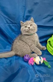 Scottish fold e straight