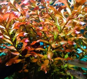 Piante per acquario e laghetto