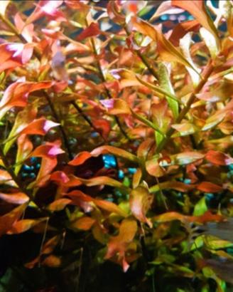 Piante per acquario e laghetto