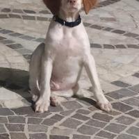 Cane breton Epagneul avviato a tartufo