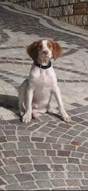 Cane breton Epagneul avviato a tartufo
