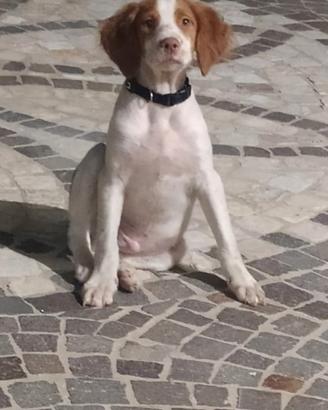 Cane breton Epagneul avviato a tartufo