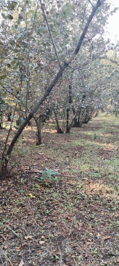 Terreno noci e nocciole a Striano - Vista 3
