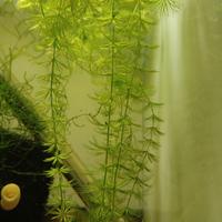 Pianta ceratophyllum demersum