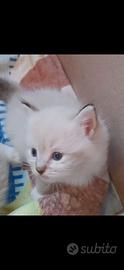 Ragdoll  cuccioli eccellenti