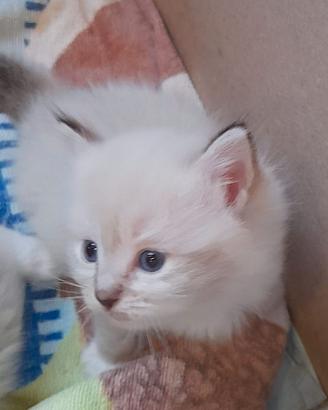 Ragdoll  cuccioli eccellenti