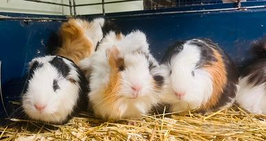 Cavia peruviana porcellini d'india + gabbia nuov