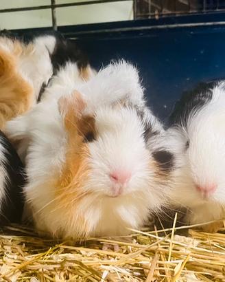 Cavia peruviana porcellini d'india + gabbia nuov