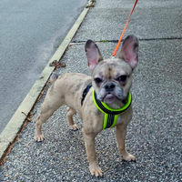 Boston terrier