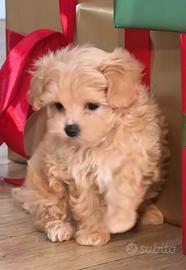 Maltipoo femmina di 3 mesi