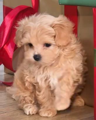 Maltipoo femmina di 3 mesi