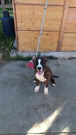 Amstaff