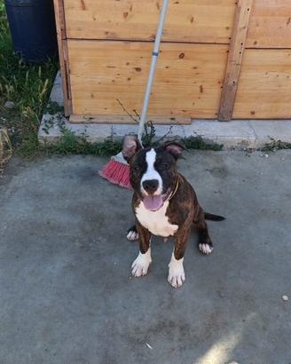 Amstaff