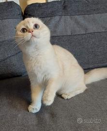 Scottish fold