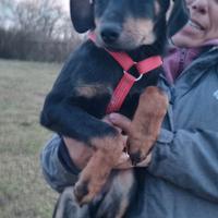 Toby: cucciolo di segugino taglia ridotta