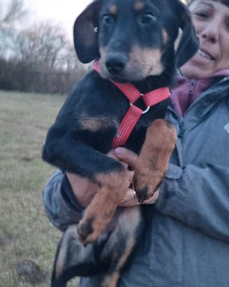 Toby: cucciolo di segugino taglia ridotta