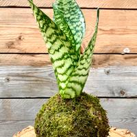 Kokedama Di Sanseveria.