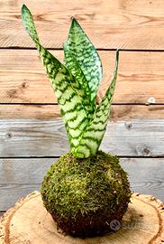 Kokedama Di Sanseveria.