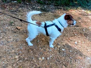 Jack Russell terrier per monta (ENCI ROI)