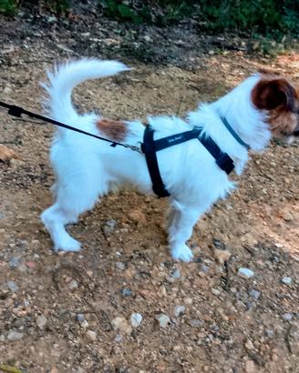 Jack Russell terrier per monta (ENCI ROI)
