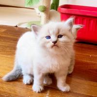 Gatto siberiano ipoallergenico