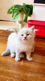 Gatto siberiano ipoallergenico