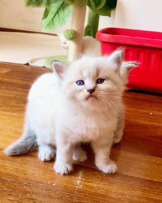 Gatto siberiano ipoallergenico