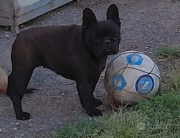 Bulldog francese