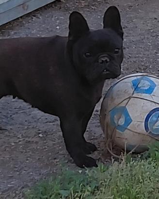 Bulldog francese