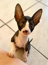 Cornish Rex gattini
